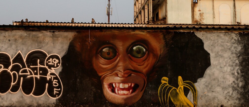Los monos de Tailandia parecen extrañar a sus ausentes vecinos humanos.