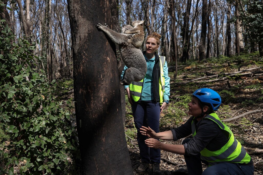 Research scientist Dr. Victoria Inman and Dr. Kellie Leigh, the executive director of the not-for-profit conservation organisation Science for Wildlife, release a koala named Pele and her joey back into the wild, after a team from Science for Wildlife, briefly captured them in order to conduct maintenance on Pele's radio collar and assess her and the joey's health, as part of The Blue Mountains Koala Project, a population monitoring program spearheaded to plan for koala recovery in the region, in Kanangra-Boyd National Park, the Greater Blue Mountains World Heritage Area, near Jenolan, Australia, September 15, 2020. Science for Wildlife uses advanced methods to track koala movements and monitor populations in bushfire affected areas. "At some of our sites, the forests are really tall, the canopies really thick, so you can't necessarily find koalas just by looking up," Leigh said. REUTERS/Loren Elliott SEARCH "KOALAS ELLIOTT" FOR THIS STORY. SEARCH "WIDER IMAGE" FOR ALL STORIES - RC2GLJ9ERNA5