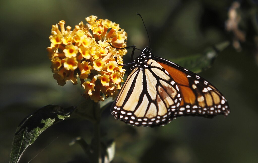 A monarch butterfly clings to a plant at the Monarch Grove Sanctuary in Pacific Grove, California, December 30, 2014. Monarch butterflies may warrant U.S. Endangered Species Act protection because of farm-related habitat loss blamed for sharp declines in cross-country migrations of the orange-and-black insects, the U.S. Fish and Wildlife Service said.