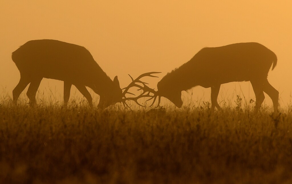 Deer are seen clashing antlers during the rutting season in the early morning at Richmond Park, west London, Britain, September 20, 2019. REUTERS/Toby Melville - RC1E3F526E10