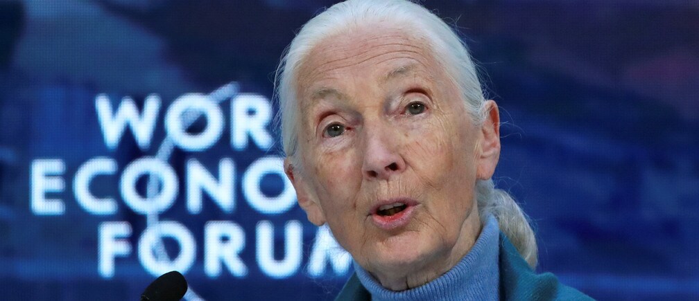 Jane Goodall ha dicho que necesitamos repensar la comida para evitar que las enfermedades zoonóticas se transfieran a los humanos.