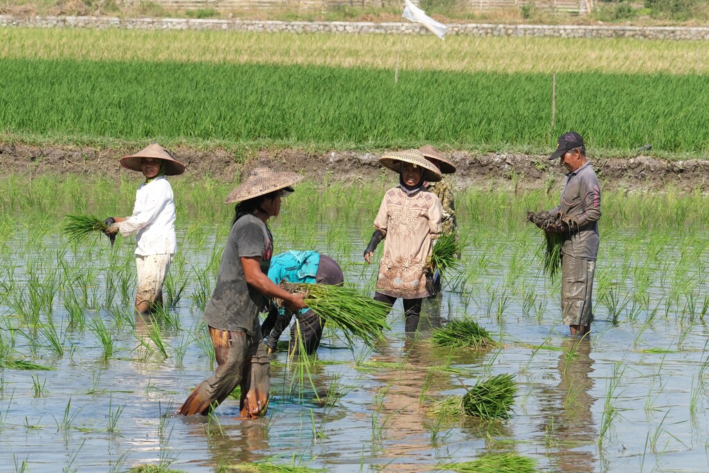 Vietnamese rice farmers are using high-tech irrigation systems to adapt to a low-water future.