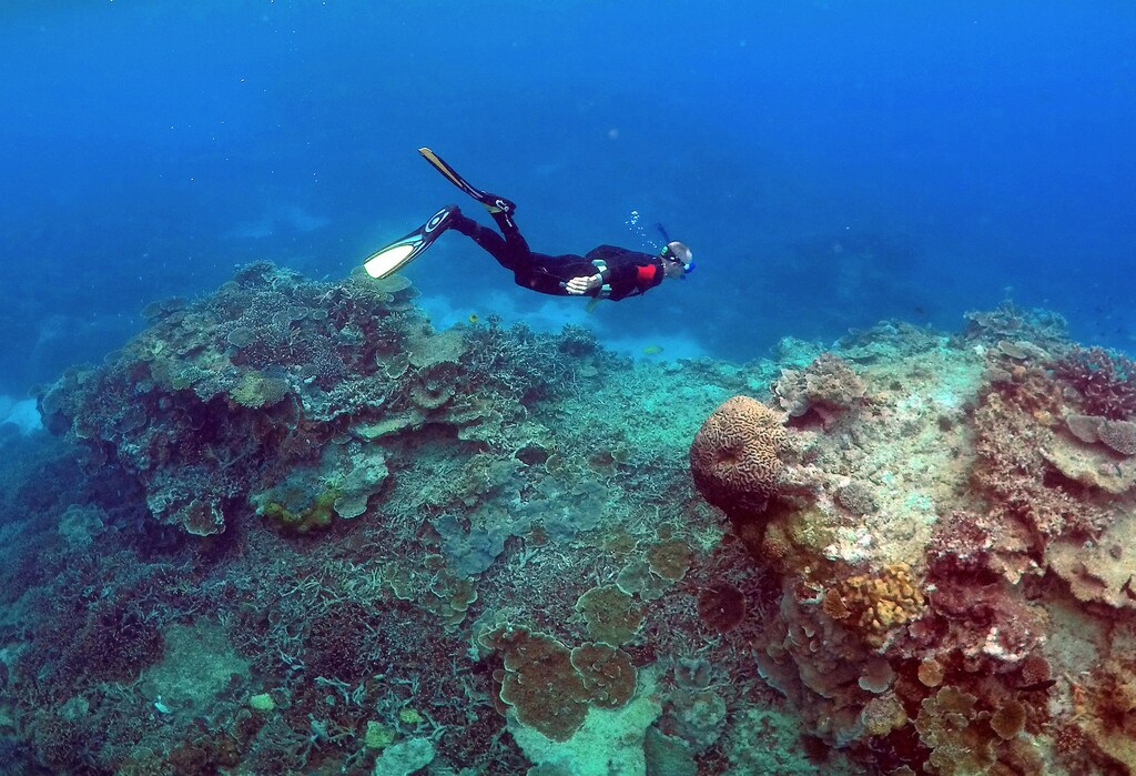 A man snorkels in an area called the "Coral Gardens" near Lady Elliot Island, on the Great Barrier Reef, northeast of Bundaberg town in Queensland, Australia, June 11, 2015. REUTERS/David Gray/File Photo TPX IMAGES OF THE DAY - RTSUAP4