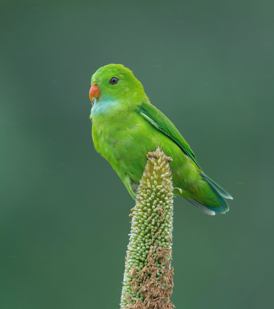 A green parrot sat on pearl millet in Pune, Maharashtra, India.