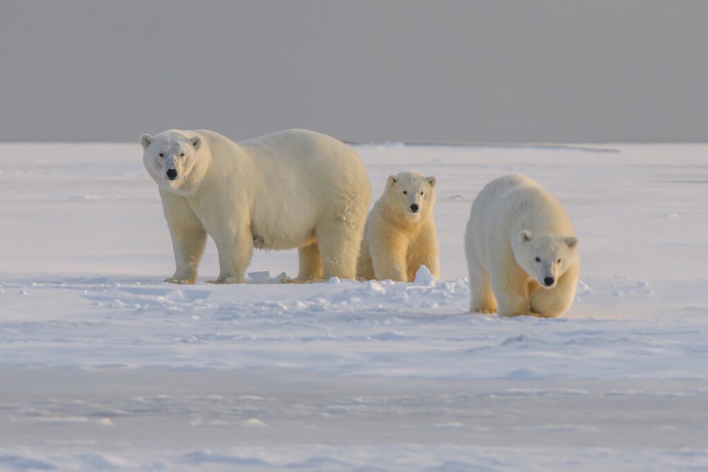 Three polar bears