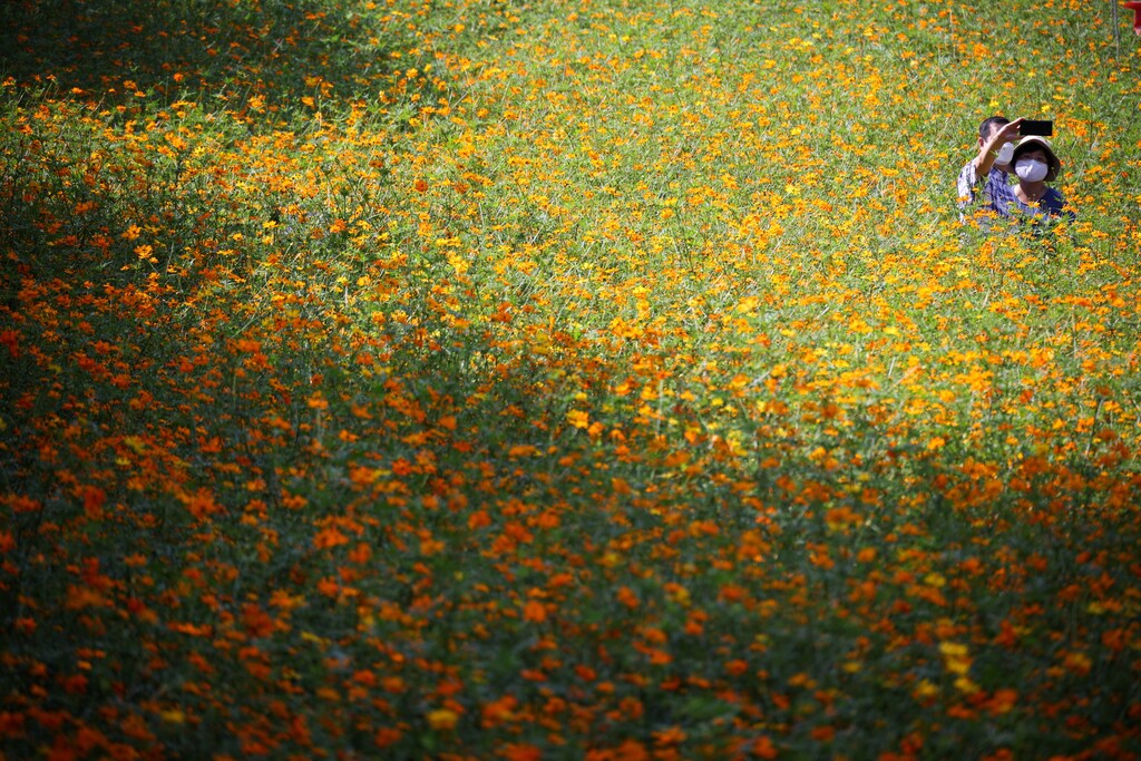 A couple wearing protective face masks takes a selfie amid a cosmos flower field at a park in Seoul, South Korea, September 13, 2021. REUTERS/Kim Hong-Ji - RC2TOP9DZOHE