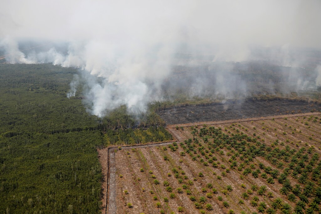 Smog covers trees during a forest fire next to a palm plantation in Palangka Raya, Central Kalimantan province, Indonesia, September 14, 2019. Picture taken Septemnber 14, 2019.