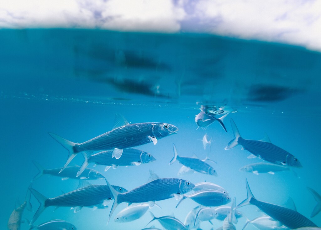 A school of fish swims in the open ocean