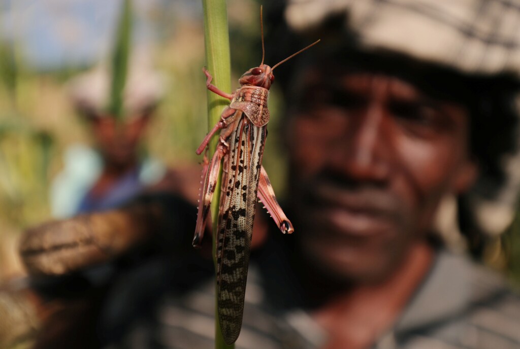 Jemal Ahmed, 38, holds a locust after a swarm of locusts invaded his sorghum farm in Jawaha village near Kamise town Amhara region, Ethiopia