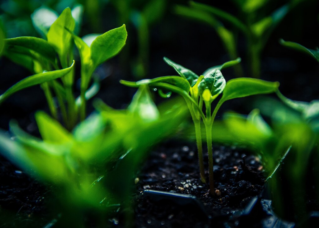 Plants in soil.