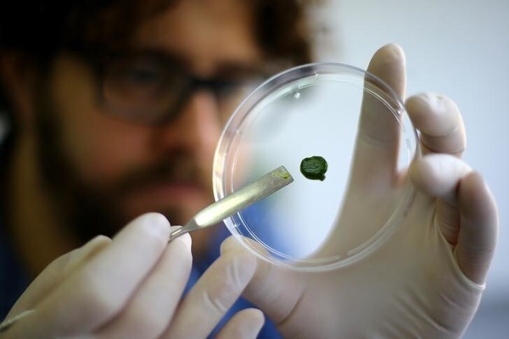 Scientists have found that cyanobacteria create micro bio solar panels that can retain an electrical charge.
