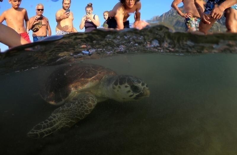 A sea turtle swims back to the sea following her release after treatment at the Sea Turtle Rescue Center (DEKAMER) as tourists look on at Iztuzu Beach near Dalyan in Mugla province, Turkey, August 25, 2018.