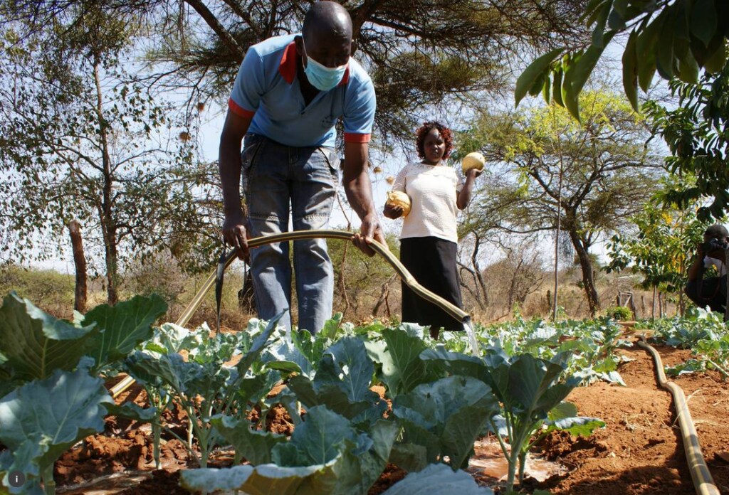 Benedict Manyi nurses his kale crops, using harvested water pulled from his farm pond with a solar pump, in Makueni County, Kenya, August 3, 2021.