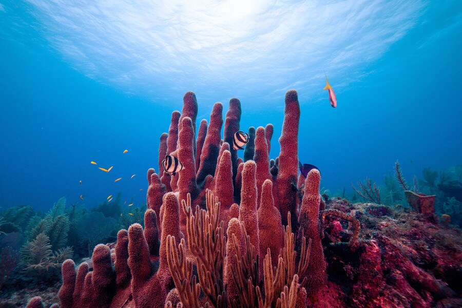 Coral reefs, such as Los Jardines de la Reina, pictured, have microbes that may help protect the coral against certain nutrient imbalances.