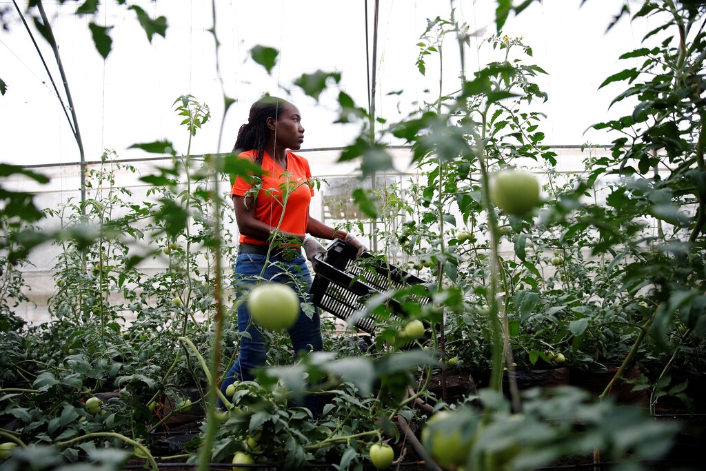 Entrepreneur and farmer Kofoworola Durosimi-Etti works in her greenhouse farm in Ikorodu on the outskirt of Nigeria's commercial capital Lagos, Nigeria May 11, 2017. REUTERS/Akintunde Akinleye - RC1BB7623B00