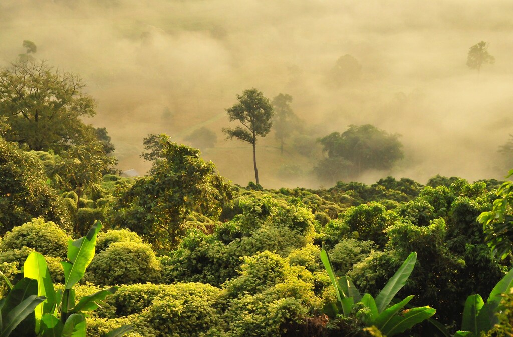deforestation in tropical forests, like this one here, is worsening the negative impact of climate change on human health