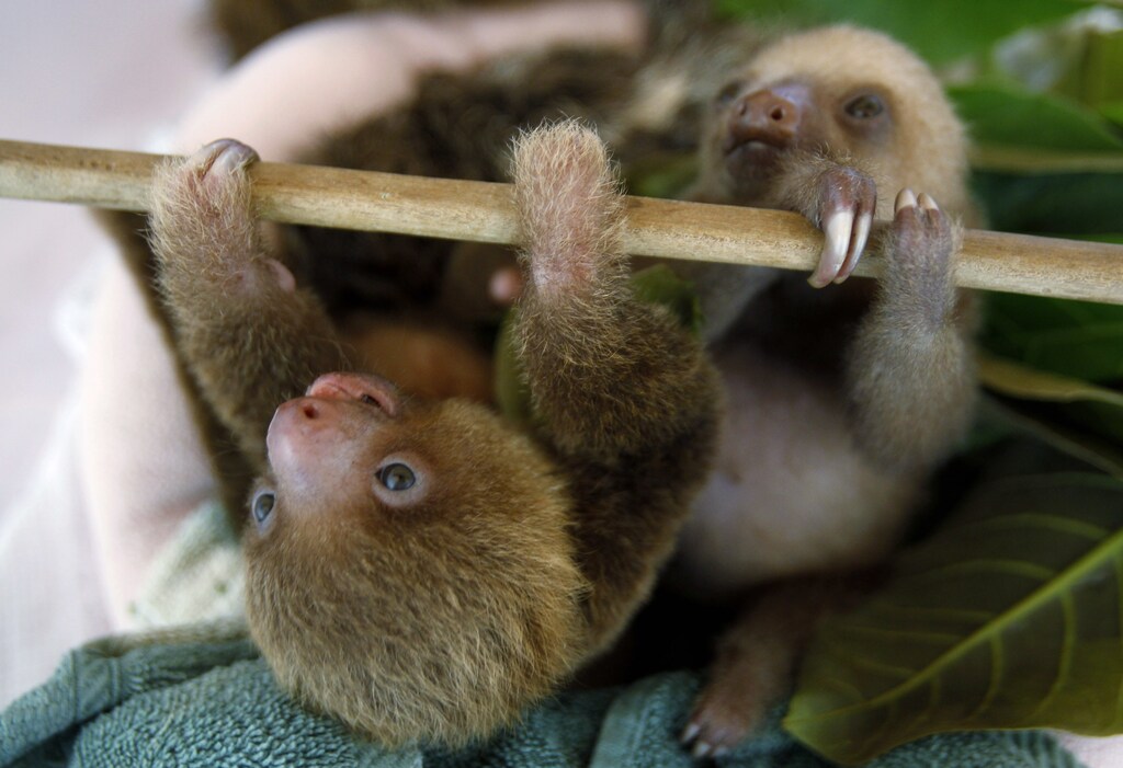 Two rescued baby sloths are pictured at the Sloth Sanctuary in Cahuita de Limon August 25, 2010. The center shelters over 100 orphaned and injured sloths. The sloths receive rehabilitation before being returned to the forest, according to Judy Arroyo, a co-owner of the sanctuary. REUTERS/Juan Carlos Ulate (COSTA RICA - Tags: ENVIRONMENT SOCIETY ANIMALS) ) - RTR2HJOH