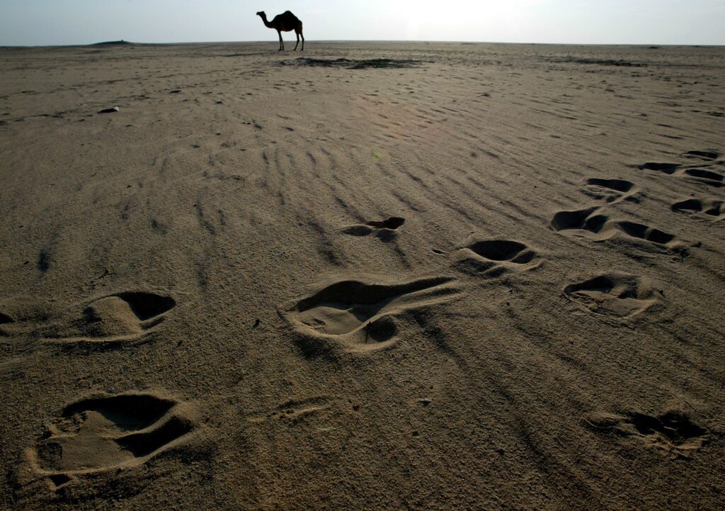 A camel looks over grazing ground in the Kuwait desert near the town of Wafra November 8, 2002. [The U.N. Security Council on Friday unanimously approved a tough U.S.-sponsored resolution giving Iraq one last chance to disarm or face the consequences and ordering President Saddam Hussein to accept its terms within a week. Iraq invaded Kuwait in 1990 to trigger the Gulf War.] - PBEAHUOTWAF