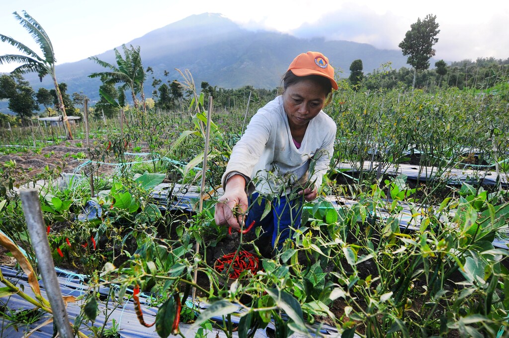 A farmer picks chili peppers on a farm with Mount Merapi volcano in the background after its alert level was increased following a series of minor eruptions in Boyolali, Central Java, Indonesia, May 22, 2018 in this photo taken by Antara Foto. Antara Foto/Aloysius Jarot Nugroho/via REUTERS ATTENTION EDITORS - THIS IMAGE HAS BEEN SUPPLIED BY A THIRD PARTY. MANDATORY CREDIT. INDONESIA OUT. NO COMMERCIAL OR EDITORIAL SALES IN INDONESIA. - RC1E79394B50