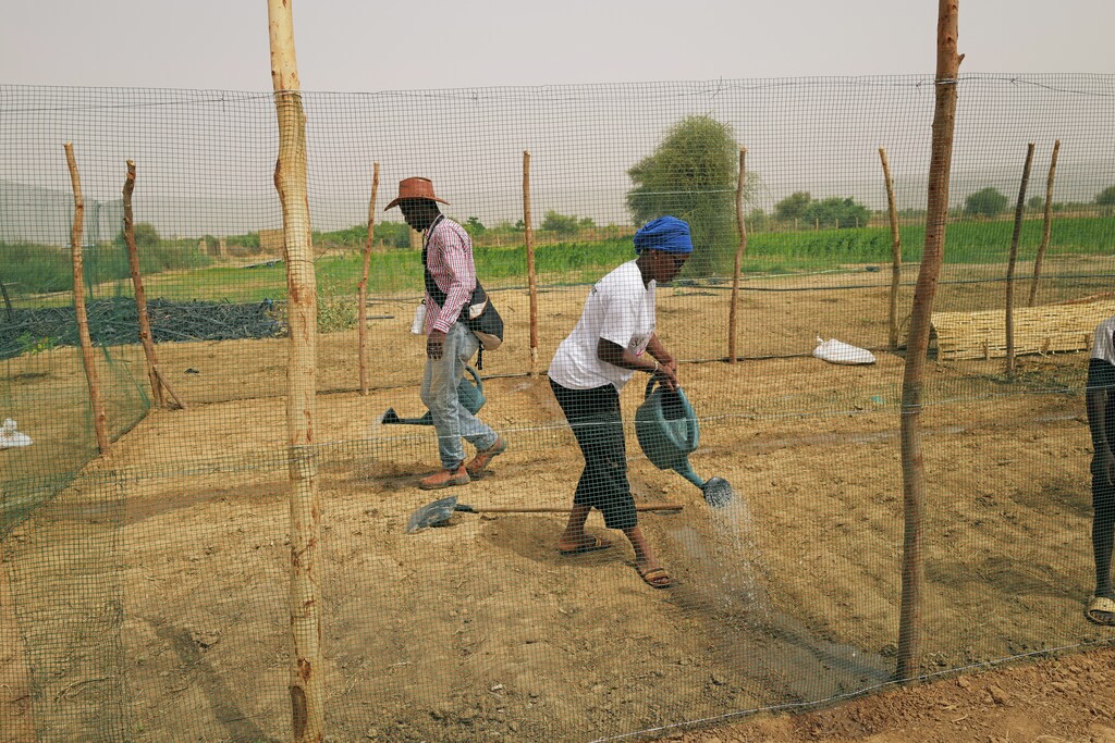 Amadou Bathili, 50, a trainer who teaches how to build Tolou Keur gardens through the Tolou Keur programme, prepares a chicken cage at a newly built Tolou Keur garden in Boki Diawe department of Podor region, in an area which is part of the Great Green Wall of the Sahara and the Sahel area, in Senegal, July 10, 2021. Gardens known as 'Tolou Keur' hold plants and trees resistant to hot, dry climates, and are planted with circular beds that allow roots to grow inwards, trapping liquids and bacteria and improving water retention and composting. REUTERS/Zohra Bensemra SEARCH "BENSEMRA REFORESTATION" FOR THIS STORY. SEARCH "WIDER IMAGE" FOR ALL STORIES - RC2MHO93W3NP