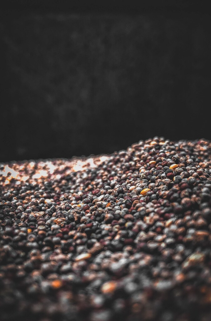 Finger millet.