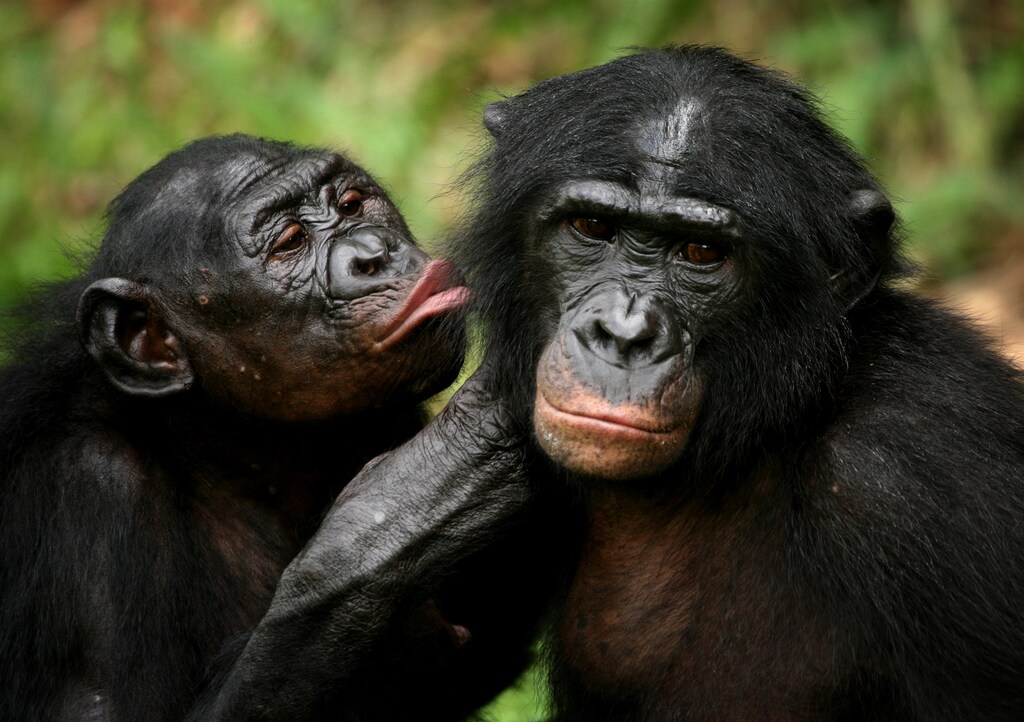 Bonobo apes, primates unique to Congo and humankind's closest relative, groom one another at a sanctuary just outside the capital Kinshasa, Congo on October 31, 2006. REUTERS/Finbarr O'Reilly/File Photo - TM3ECAR15L201