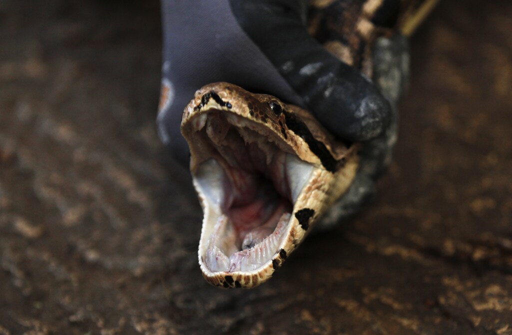 A zoo keeper holds the head of the 13-year old Boa 'Charlotte' during the annual stock take at the zoo in Duisburg January 11, 2013. REUTERS/Ina Fassbender (GERMANY - Tags: ANIMALS) - BM2E91B0Y8J01