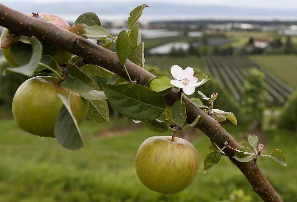 A tree laden with apples stands in an orchard in Kressbronn near Lindau at lake Bodensee, southern Germany August 20, 2014. EU fruit and vegetable growers will get financial aid of up to 125 million euros ($167 million) to help them cope with Russia's ban on most Western food imports, which has created a glut of produce in peak harvest time, the European Commission said on Monday. Russia has declared a one-year embargo on meat, fish, dairy, fruit and vegetables from the United States, the European Union, Canada, Australia and Norway in retaliation for Western economic sanctions over Moscow's actions in Ukraine. The EU funding will cover produce such as tomatoes, apples, cauliflowers, mushrooms, grapes, cucumbers, strawberries and blackcurrants, which lack storage options and have no immediate alternative markets to make up for the absence of Russia. REUTERS/Michaela Rehle (GERMANY - Tags: AGRICULTURE BUSINESS FOOD POLITICS) - RTR432MI