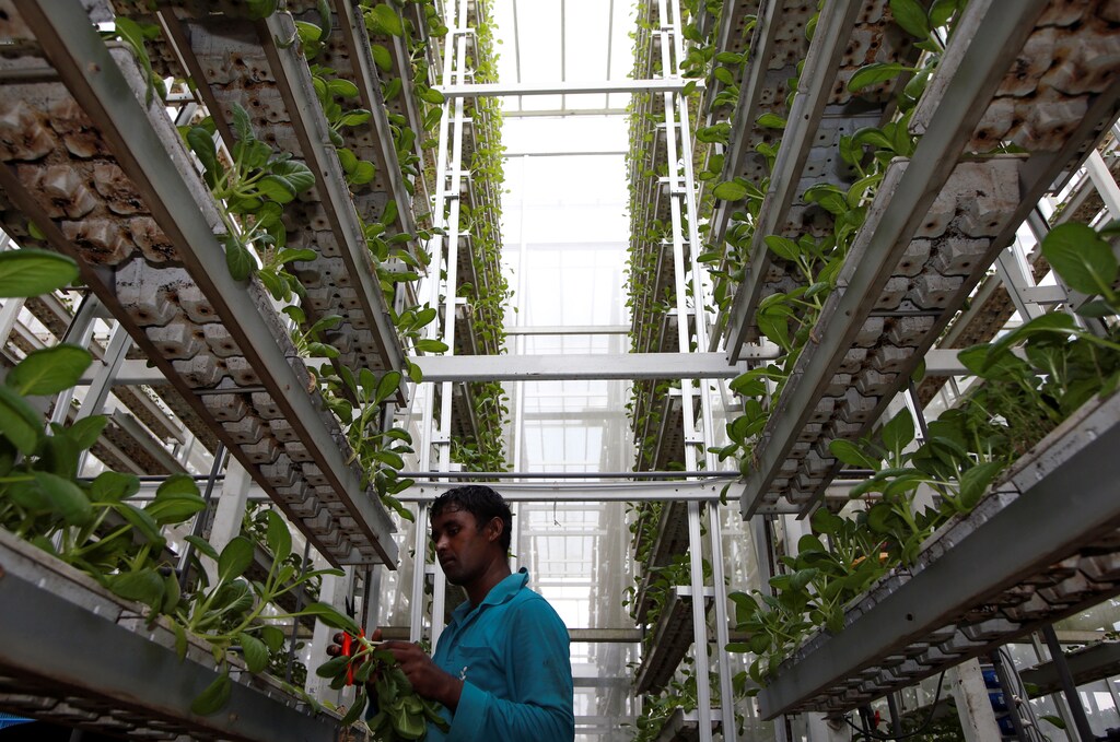 A worker harvests vegetables at a vertical farm in Singapore.