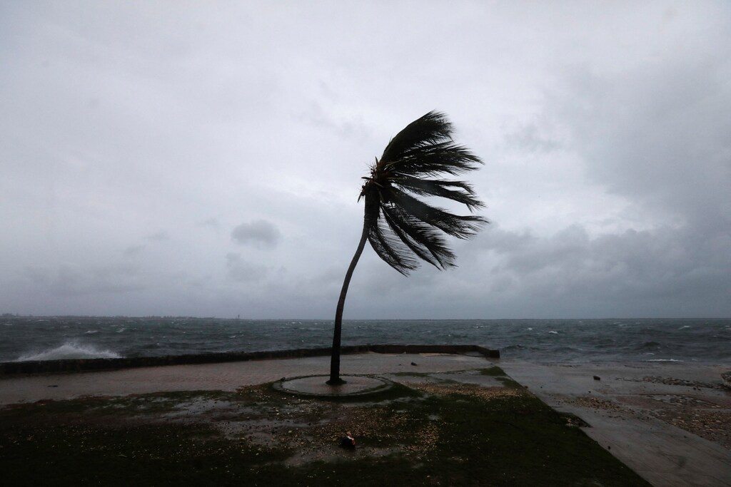 A palm tree sways on the Kingston waterfront as Hurricane Melissa approaches, in Kingston, Jamaica, October 27, 2025.