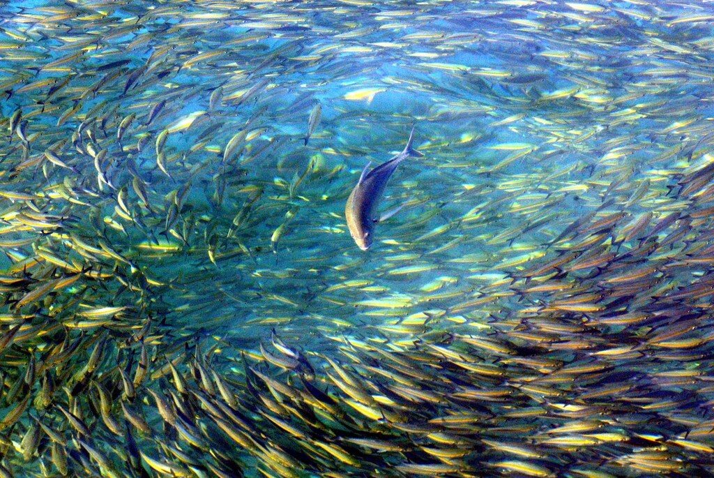 A trevally chases fusiliers near Malaysia's Lankayan Island, located in the Sulu-Sulawesi Marine Ecoregion, in the state of Sabah near Borneo on January 9, 2004. The Sulu-Sulawesi Marine Ecoregion bordered by Indonesia, Malaysia and the Philippines, is the world's richest area for marine life, home to over 45 million inhabitants. NO RIGHTS CLEARANCES OR PERMISSIONS ARE REQUIRED FOR THIS IMAGE REUTERS/Bazuki Muhammad Pictures of the month January 2004 Pictures of the Year 2004 BEST QUALITY AVAILABLE - RP4DRIGJORAA