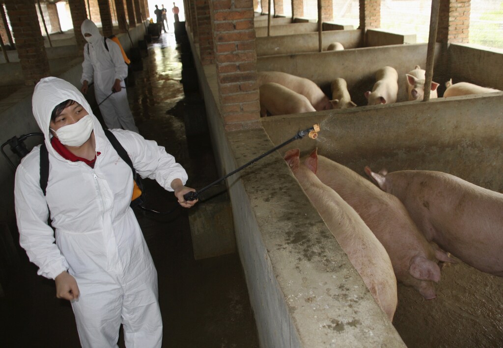A health worker sprays disinfectant on pigs at a farm in Dexing, Jiangxi province April 30, 2009. The World Health Organisation (WHO), bowing to pressure from meat industry producers and concerned governments, said on Thursday it would refer to a deadly new virus strain as influenza A (H1N1), not swine flu. WHO has consistently said the disease cannot be caught from eating pork if it is prepared properly. Picture taken April 30, 2009. REUTERS/China Daily (CHINA HEALTH SOCIETY ANIMALS) CHINA OUT. NO COMMERCIAL OR EDITORIAL SALES IN CHINA - GM1E55118V001
