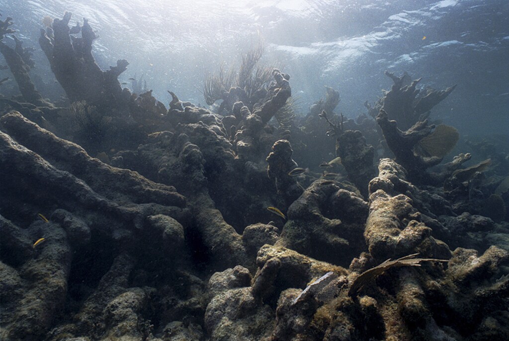 An image that shows the effect of "bleaching" on coral off Caye Caulker, Belize.
