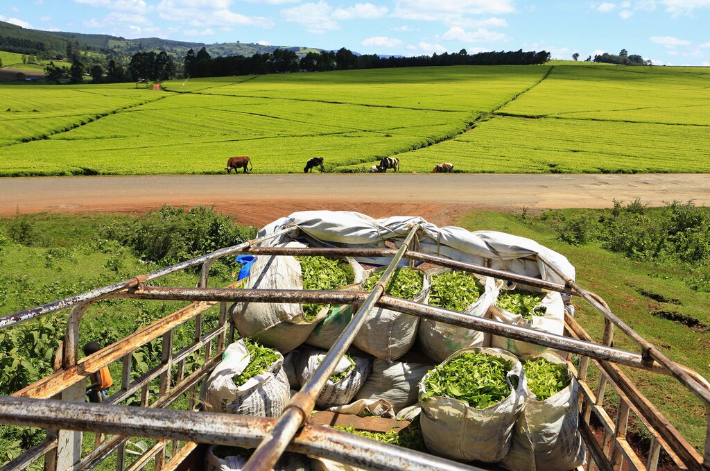 A truck is loaded with bags of tea leaves at a plantation in Nandi Hills, in Kenya's highlands region west of capital Nairobi, November 5, 2014.