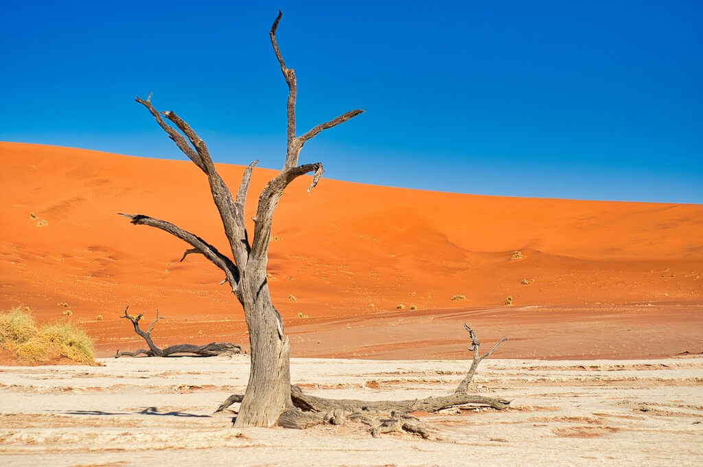 Dead camel thorn three in front of dune in the dessert of Namibia in Africa. Healthy soil