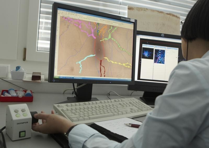 Ying Shi works on the 3D modelling of a neuron, in a lab of the Blue Brain Project at the Brain Mind Institute of the Swiss Federal Institute of Technology (EPFL) in Ecublens, near Lausanne May 9, 2011. If selected from amongst six other candidates by the Future and Emerging Technologies (FET) Flagship Program launched by the European Commission, the Blue Brain Project will upgrade to become the Human Brain Project and will receive funding up to 100 million euros a year for 10 years. The final decision will take place in April 2012. The goal of the Blue Brain Project is to reconstruct the brain piece by piece and build a virtual brain in a supercomputer.