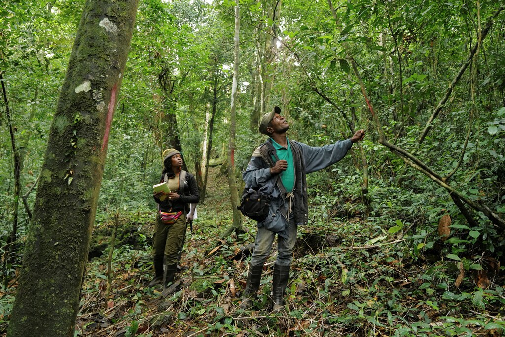 Funcionarios de un parque natural inspeccionan el bosque en el monte Nimba, Liberia.