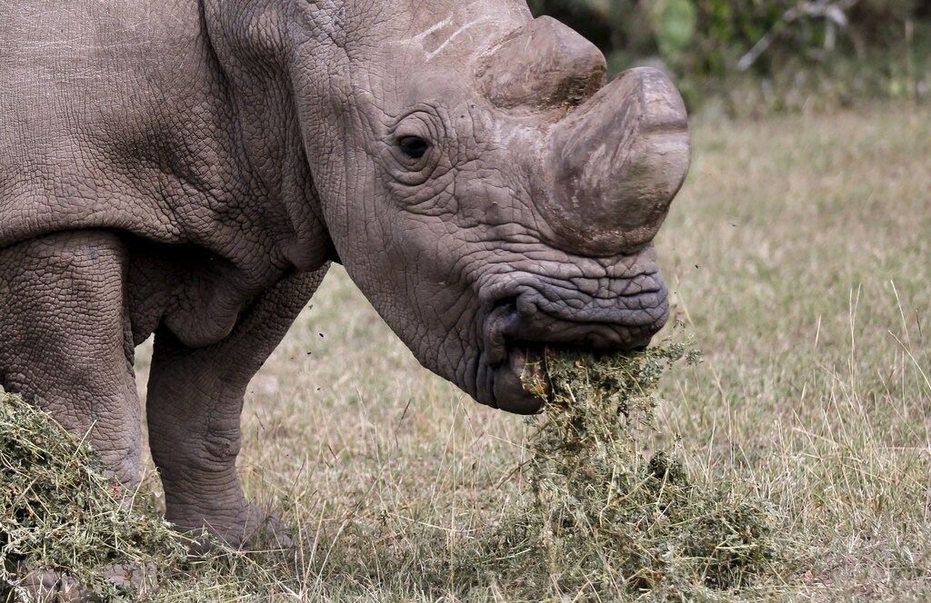 The last surviving male northern white rhino named 'Sudan' grazes at the Ol Pejeta Conservancy in Laikipia national park, Kenya June 14, 2015. A cricket tournament was hosted at the home of the last surviving male northern white rhino, and hopes to raise awareness of the plight of endangered animals and the need for community involvement in conservation. REUTERS/Thomas Mukoya - RTX1GH0G