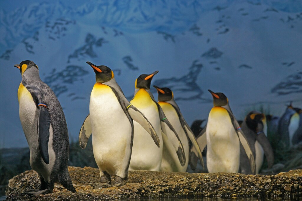 Macquarie Island sports a diverse set of habitats supporting vast congregations of wildlife, including penguins and seals.