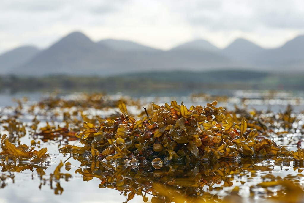 Seaweed.