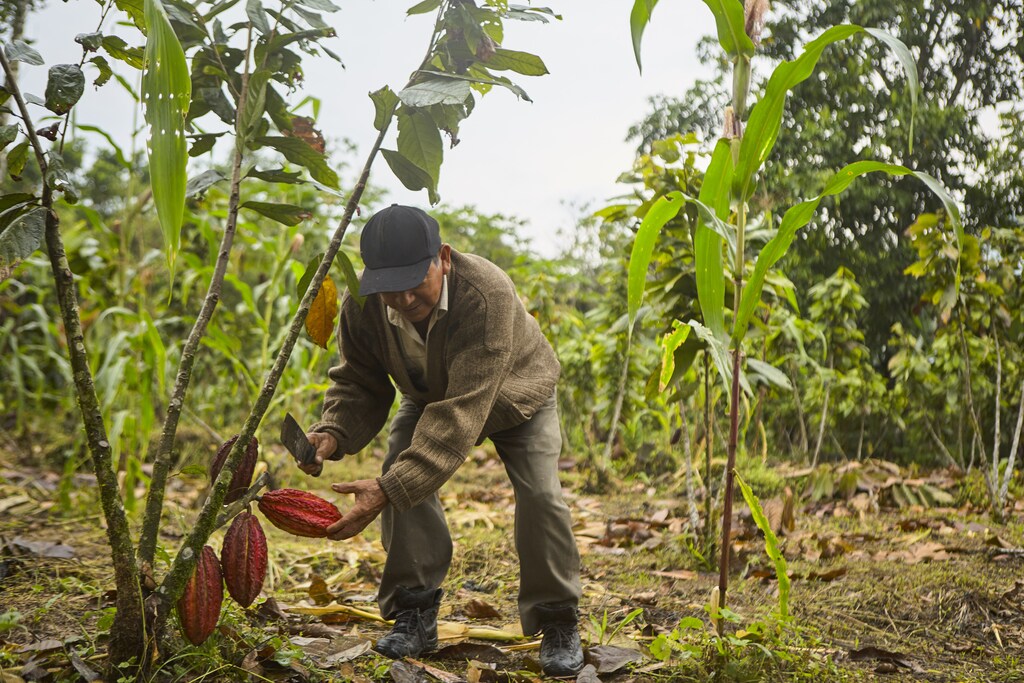 Francisco Numan Tene, cocoa producer from the Ecuadorian Amazon.