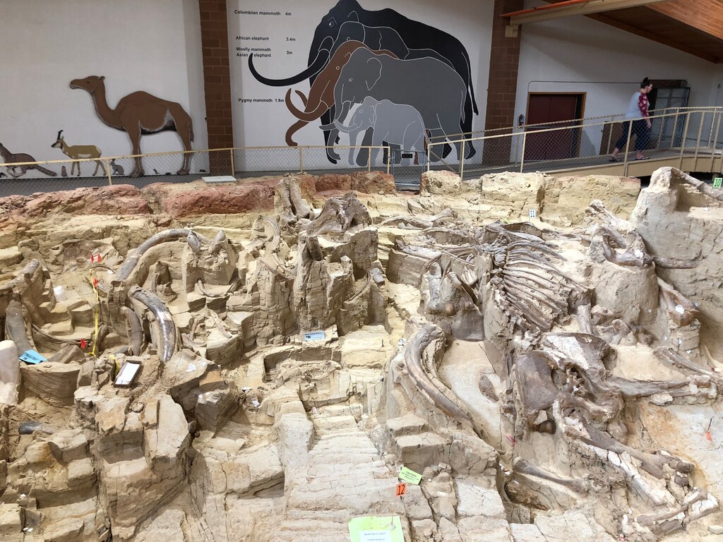 Fossilized bones of mammoths, one of the large mammals that roamed North America in extremely low ice age temperature, are displayed at the Mammoth Site where numerous mammoth fossils have been excavated in Hot Springs, South Dakota, U.S. August 31, 2018. Picture taken August 31, 2018. REUTERS/Will Dunham - RC2TLI9RYMXZ