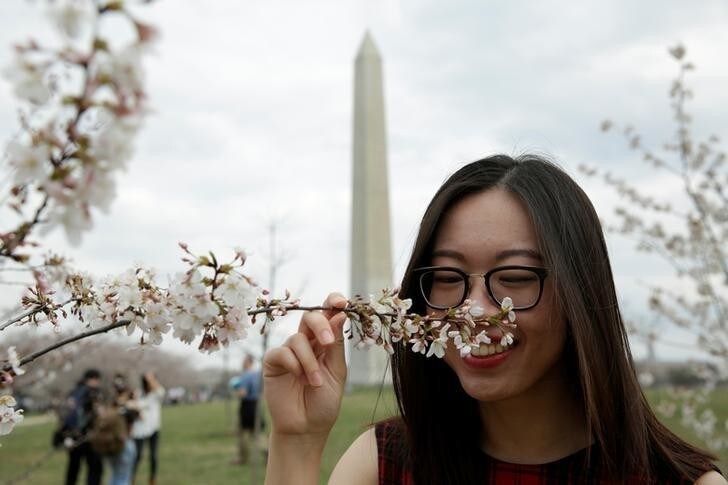 A woman smells the cherry blossom flowers blooming near the Washington Monument in Washington, U.S., March 25, 2017.REUTERS/Yuri Gripas