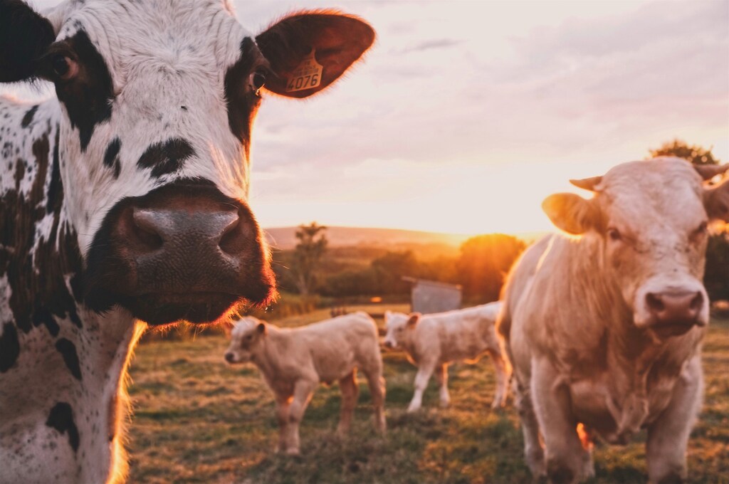 side view of cows in a field at sunset in a story about dairy
