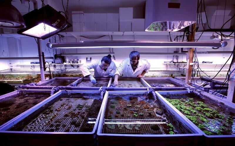 Researchers work on cultured corals at the Coral Biome sea farm in Marseille, France, February 26, 2016. Coral Biome is a biotechnology company providing cultured corals to hobbyists, public aquariums and researchers for new therapeutical targets to cure diseases such as cancer or others infectious diseases. Picture taken on February 26, 2016. REUTERS/Jean-Paul Pelissier - GF10000325559