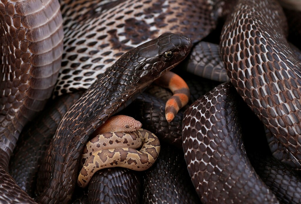 Snakes are seen inside a pot in Jogi Dera (snake charmers settlement), in the village of Baghpur, in the central state of Uttar Pradesh, India November 11, 2016. Picture taken November 11, 2016. REUTERS/Adnan Abidi SEARCH "SNAKE CHARMERS" FOR THIS STORY. SEARCH "WIDER IMAGE" FOR ALL STORIES. - RTSXA8R