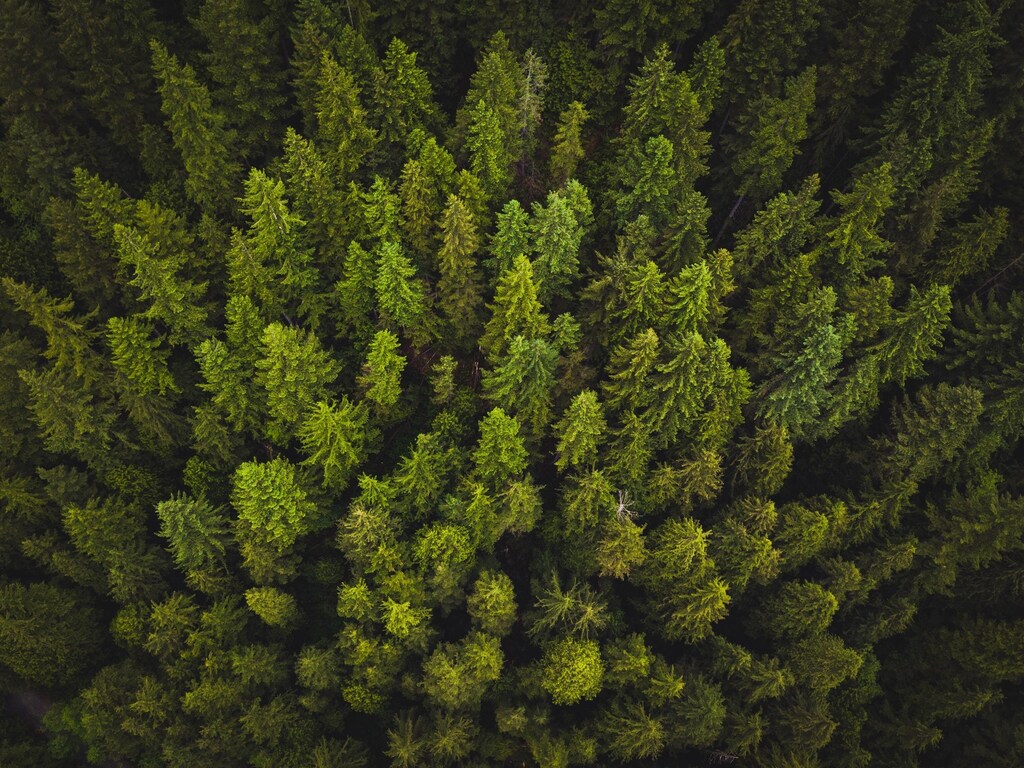 pictured here is a forest; we lost one football field of forest every second