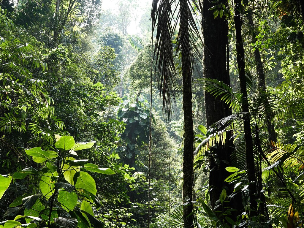 These six charts outline the scale of biodiversity loss - and what can be done to reach the nature-positive target.