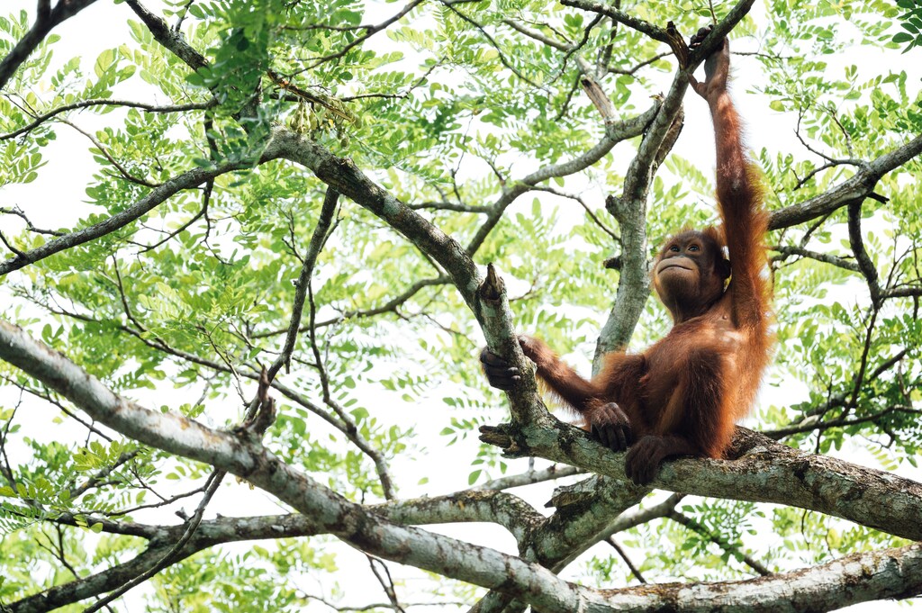 Top nature and climate news: Funding deal to reverse wildlife decline secured; Marine heatwaves causing loss of life and economic damage;