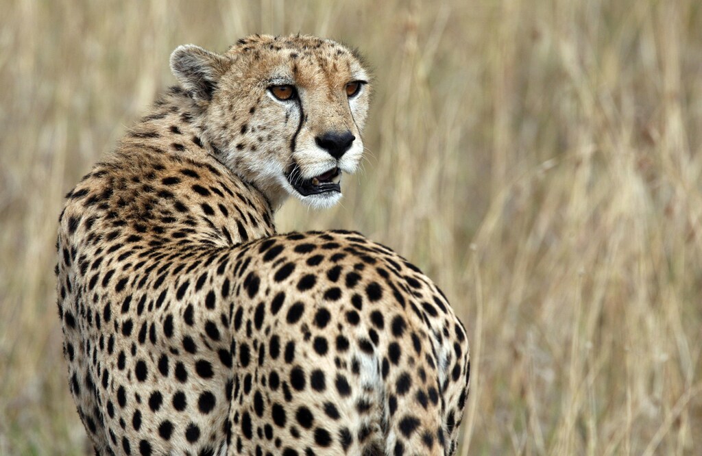 A cheetah observes the plains in Masai Mara game reserve July 24, 2008. The annual zebra and wildebeest migration is expected to attract a large number of tourists after the post-election violence when many cancelled their holidays to the country. REUTERS/Radu Sigheti (KENYA) - GM1E47O1H1601